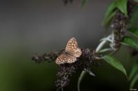 Pararge aegeria