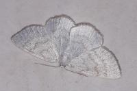 Cabera exanthemata