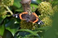 Vanessa atalanta