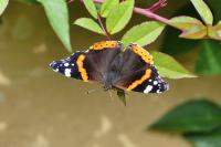 Vanessa atalanta