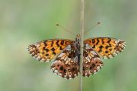 Boloria dia