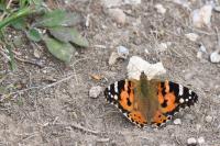 Vanessa cardui