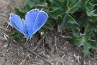 Lysandra bellargus