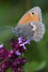 Coenonympha pamphilus