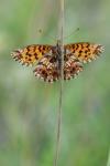 Boloria dia