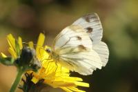Pieris napi