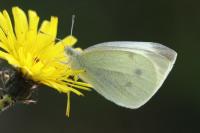 Pieris rapae