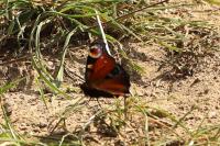 Aglais io