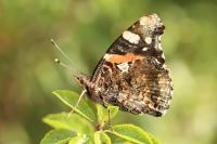 Vanessa atalanta