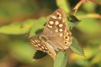 Pararge aegeria