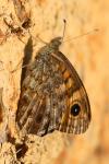 Lasiommata megera