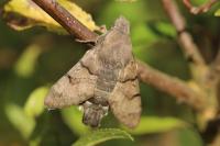 Macroglossum stellatarum