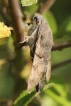Macroglossum stellatarum