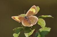 Thecla betulae