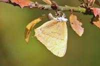 Thecla betulae
