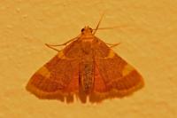 Hypsopygia costalis