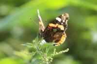 Vanessa atalanta
