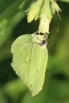Gonepteryx rhamni