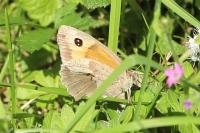 Pyronia tithonus