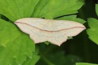 Timandra comae