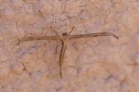 Emmelina monodactyla