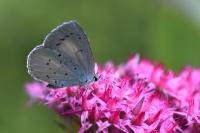 Celastrina argiolus