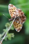 Boloria dia