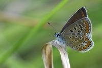 Polyommatus icarus