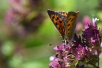 Lycaena phlaeas