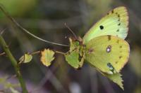 Colias alfacariensis