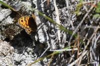 Lasiommata megera