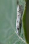 Agriphila geniculea