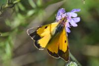 Colias crocea