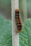 Acronicta auricoma