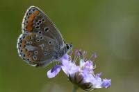 Aricia agestis