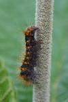 Acronicta auricoma