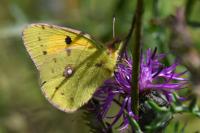 Colias crocea
