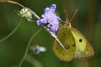 Colias alfacariensis