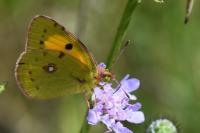 Colias crocea
