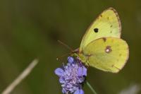 Colias alfacariensis
