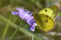 Colias alfacariensis
