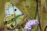 Colias alfacariensis