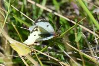 Colias alfacariensis
