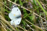 Colias alfacariensis