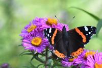 Vanessa atalanta