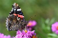 Vanessa atalanta
