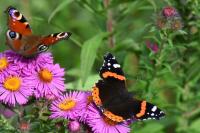 Vanessa atalanta