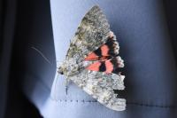 Catocala elocata