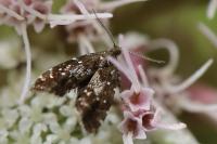 Prochoreutis myllerana