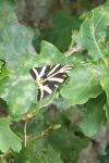 Euplagia quadripunctaria